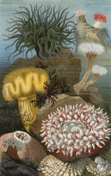 Anemoni di mare